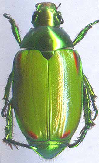 http://www.gorodinski.ru/scarabs/Callistethus stoliczkae.jpg